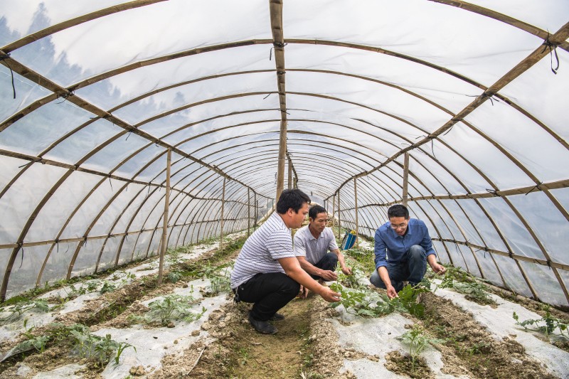 驻村第一书记胡昌勇深入查看温室大棚西瓜种植情况 张家裕 摄影.jpg